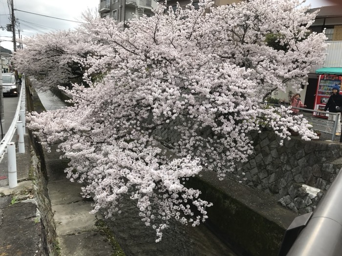 白川疎水の桜