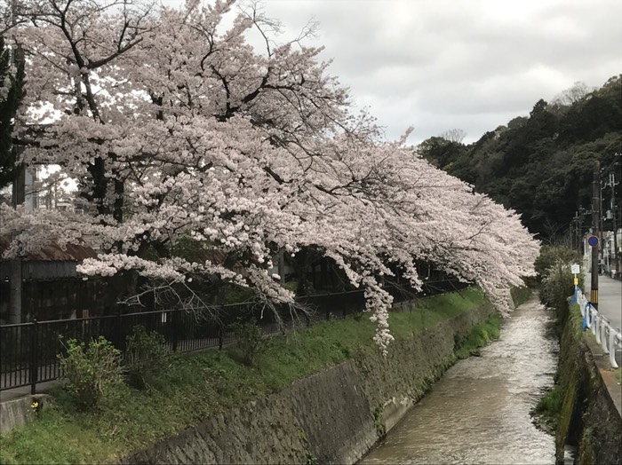 錦林車庫の桜