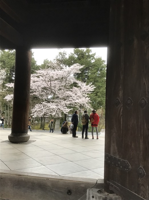 南禅寺の桜