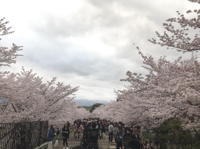 インクラインの桜