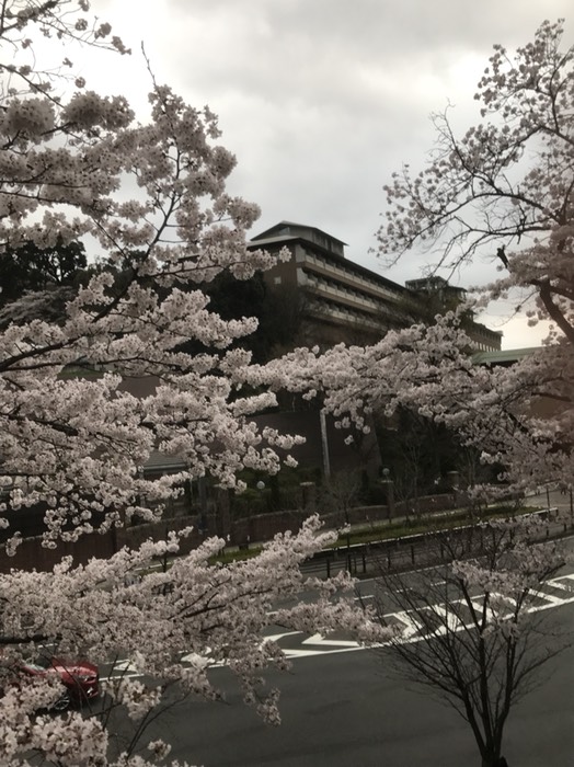 ウェスティン都と桜