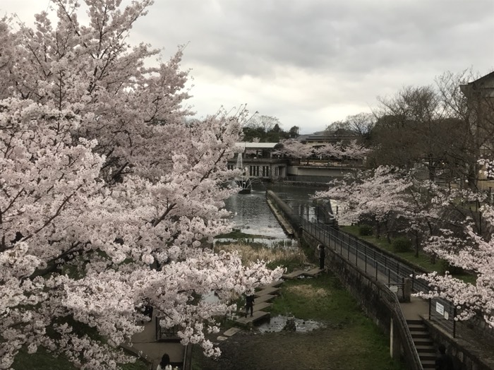 京都市動物園と桜