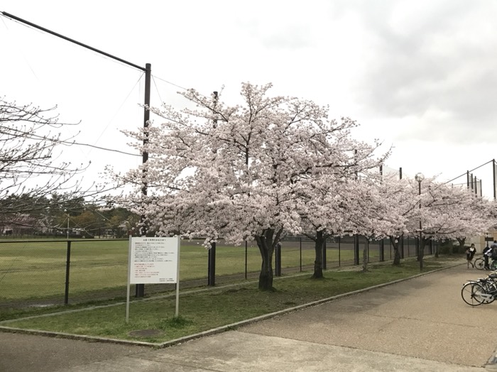岡崎グランドの桜