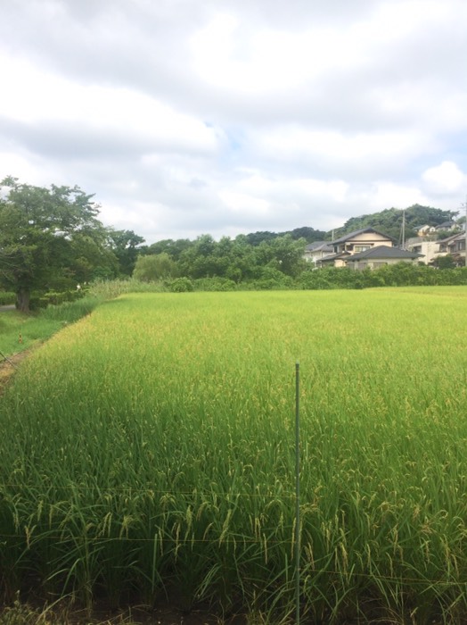 実をつけてきた