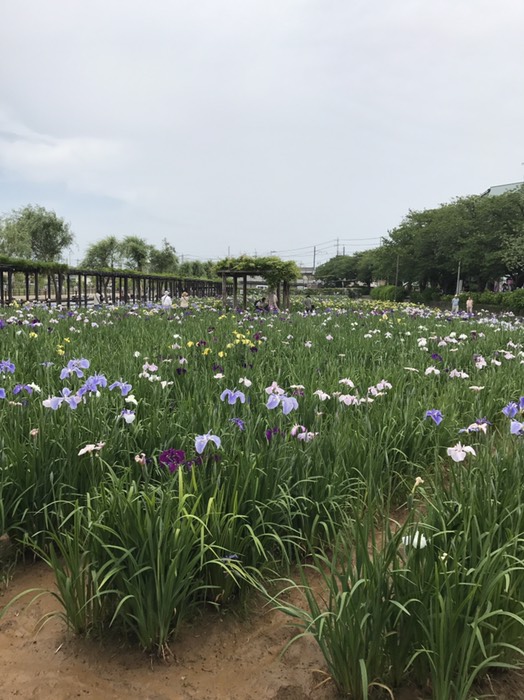 あやめ園