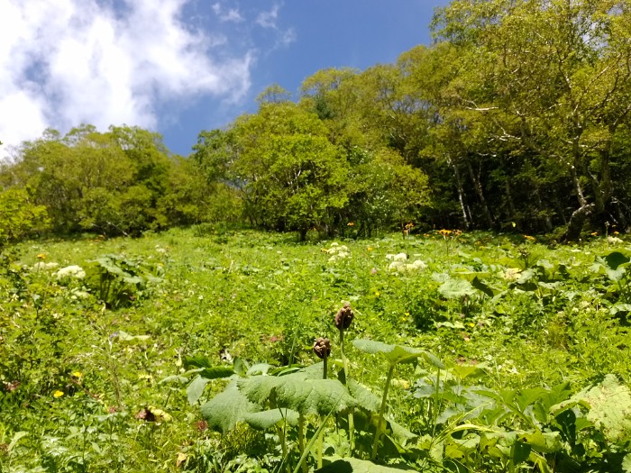 お花畑