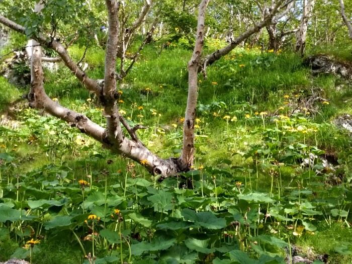 お花畑