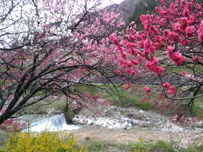 花桃の里