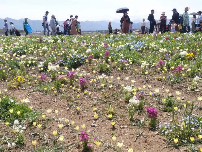 北アルプスと花の丘
