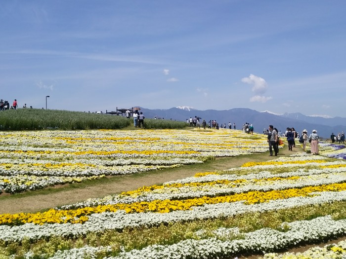 北アルプスと花の丘