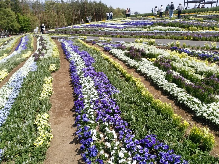 北アルプスと花の丘