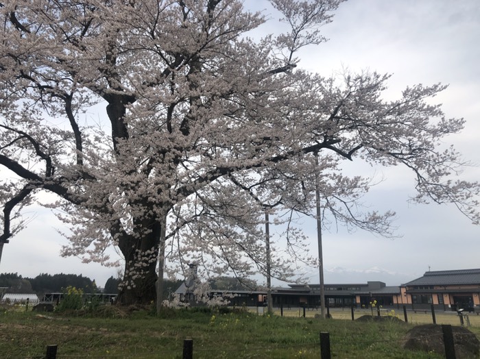 道の駅「安達下り」万燈桜　満開