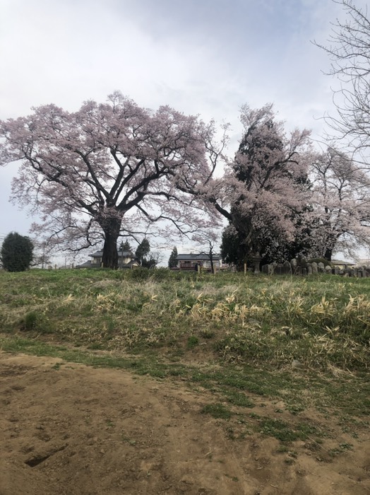 谷地橋の桜（三種の桜）