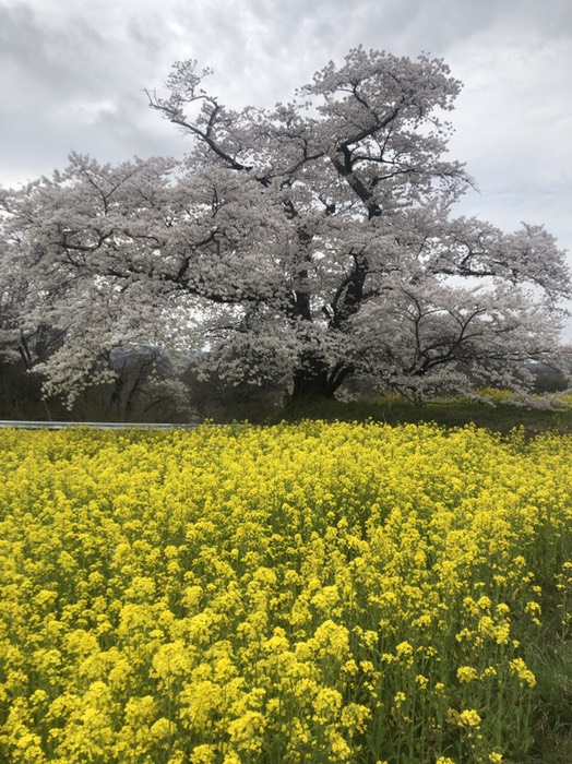 日向の人待ち地蔵桜