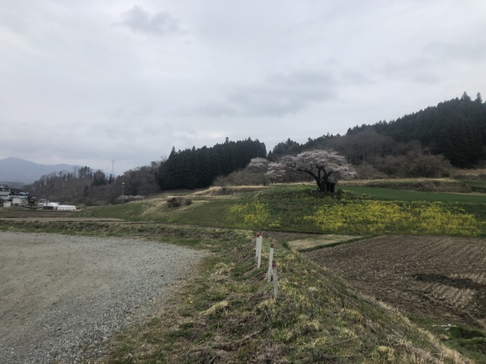 小沢の桜3分咲き