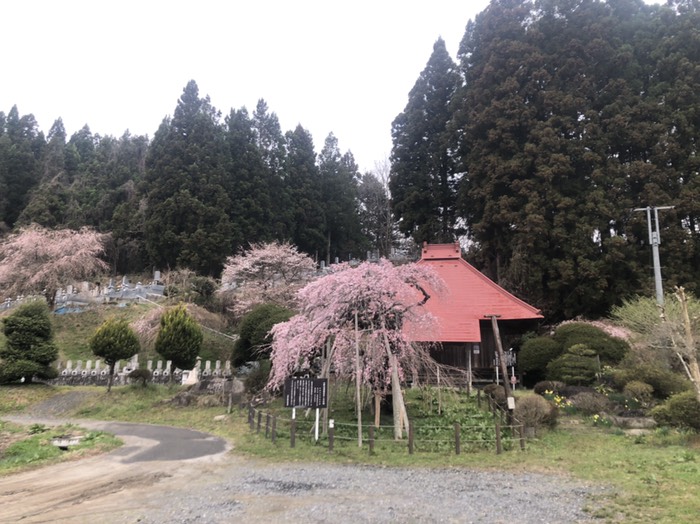 小野赤沼無量寺の枝垂れ桜