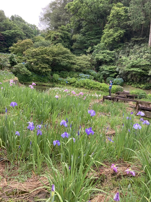 卯辰山花菖蒲園