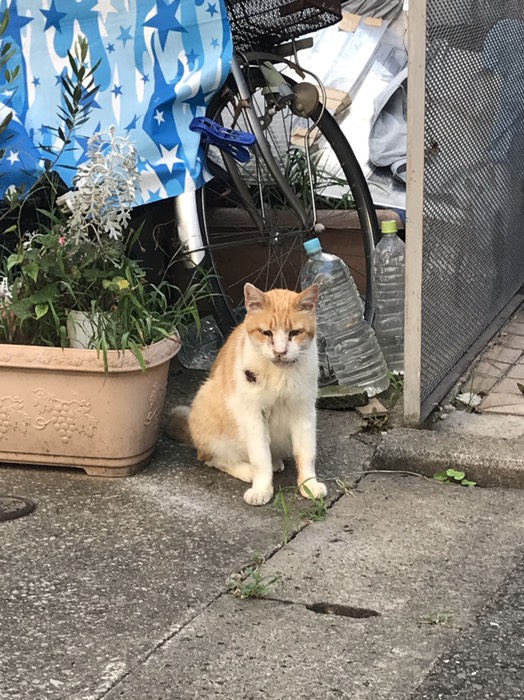 猫