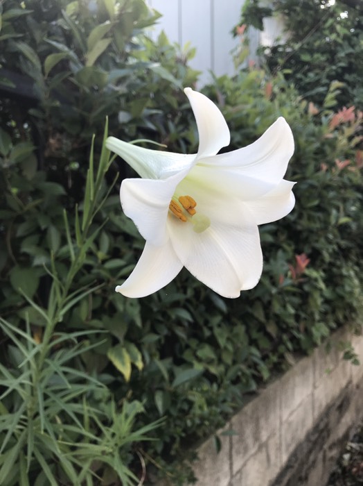 白百合