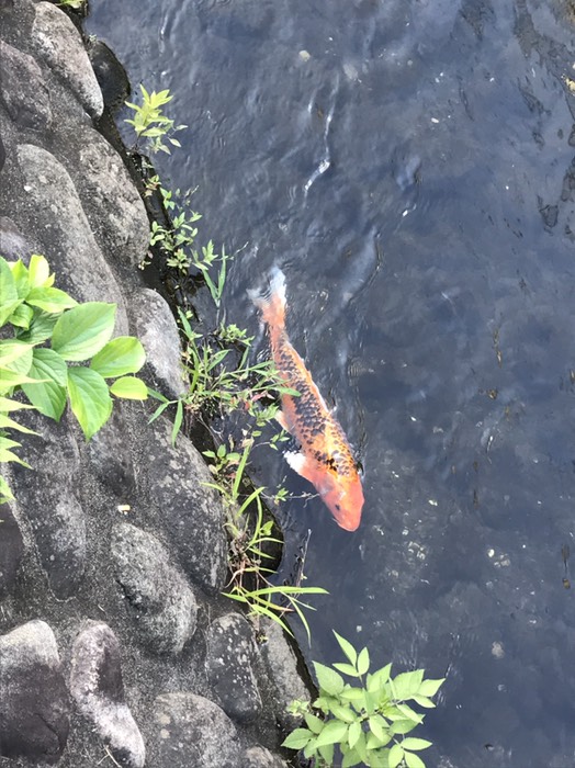 鯉のぼり