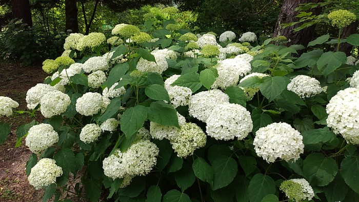紫陽花