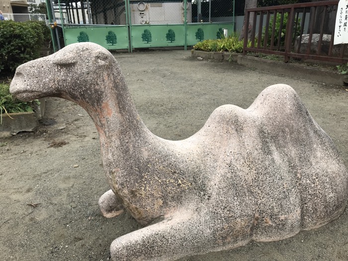 ラクダ