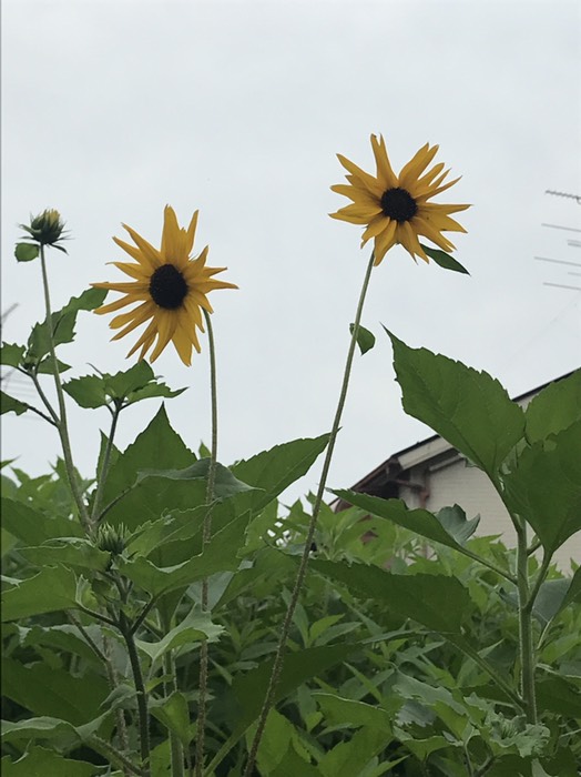 初ヒマワリ
