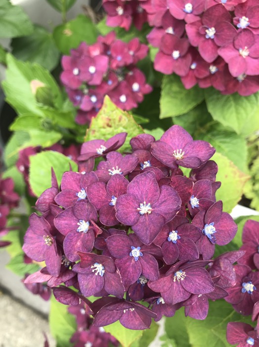 紫陽花