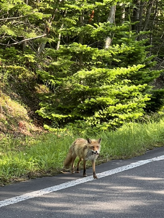野生のキタキツネ