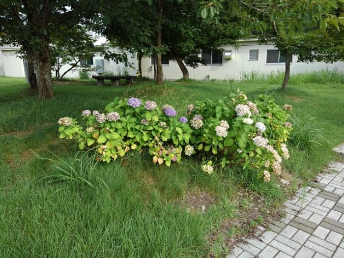 枯れた紫陽花