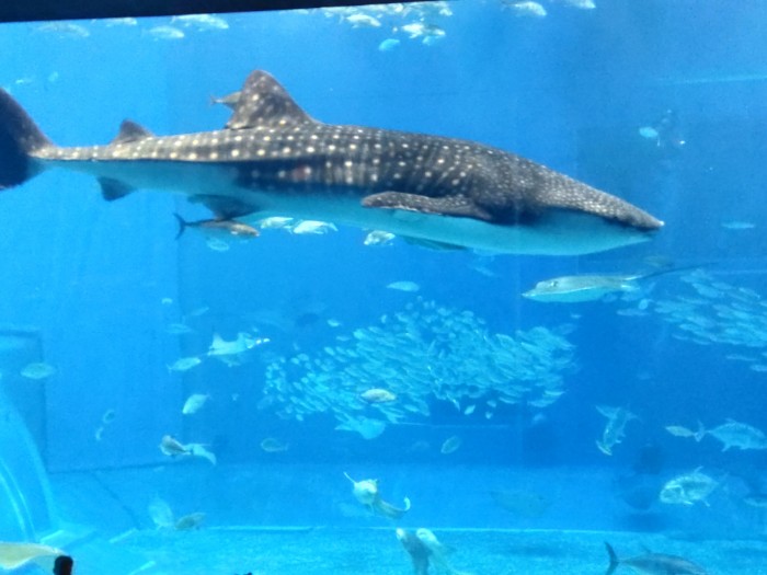 美ら海水族館 ジンベイザメ