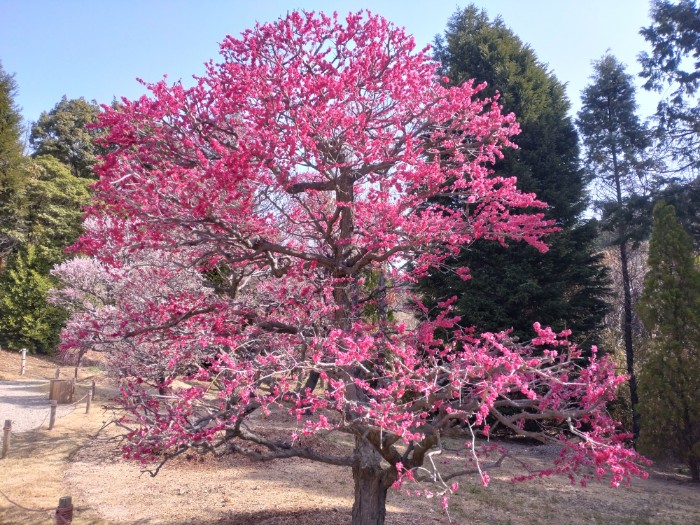 紅梅