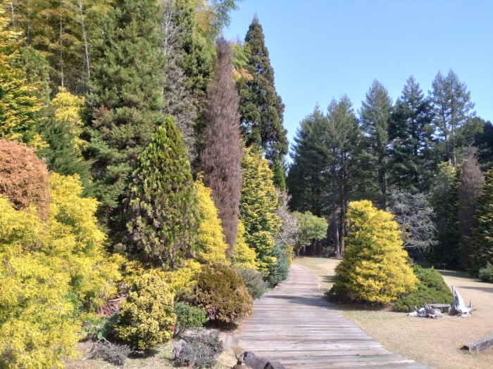 レッドヒルヒーサーの森