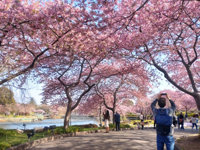 河津桜