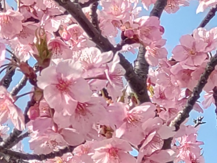 河津桜