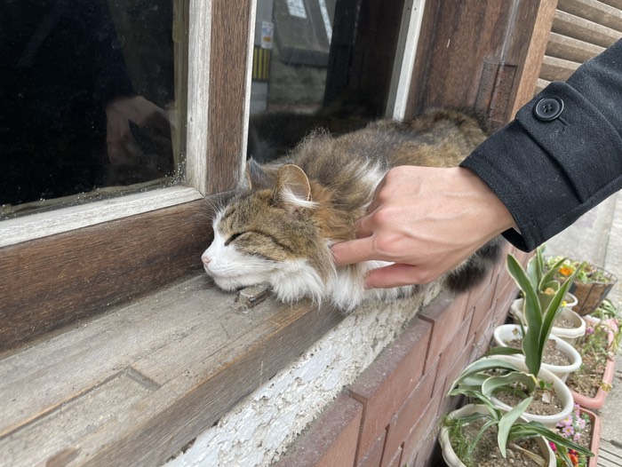 猫