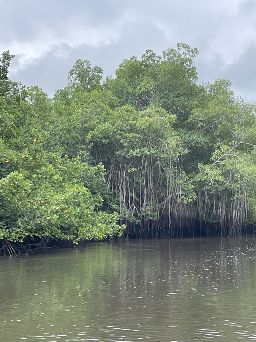 manglar