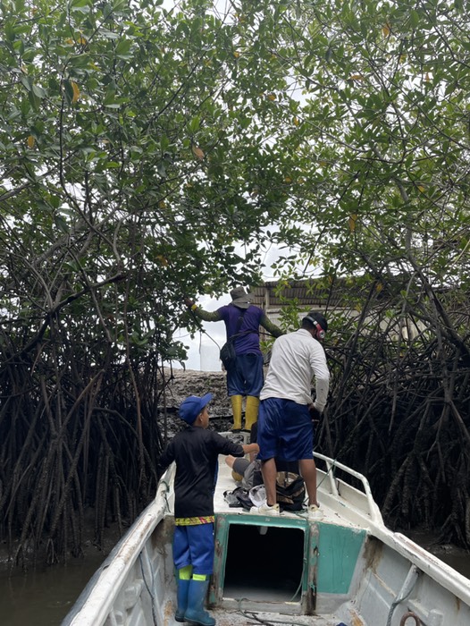 custodia del manglar 