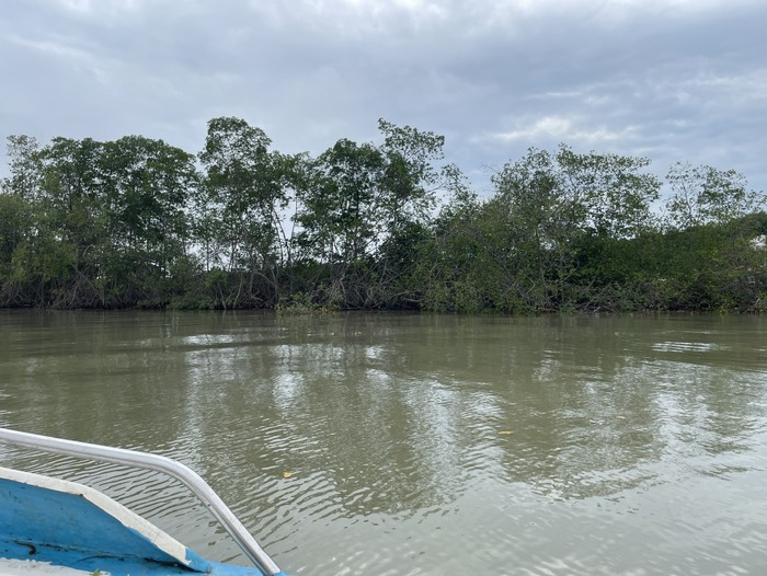 manglar junto a la camaronera 