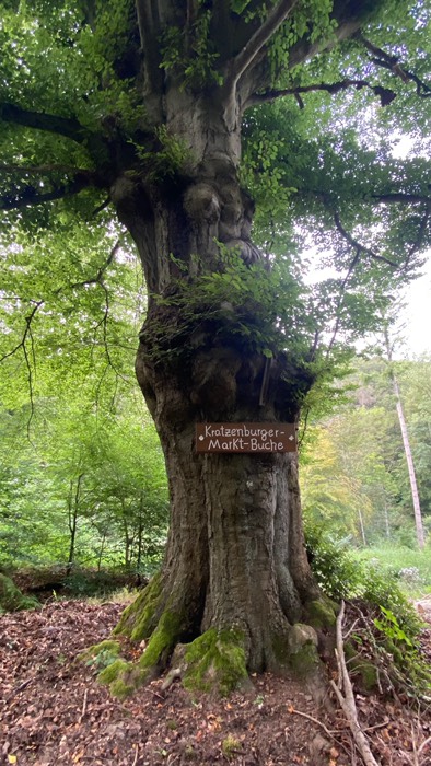 Die “ Kratzenburger Markt - Buche”
