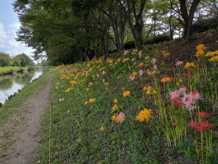 稗田川 岸花