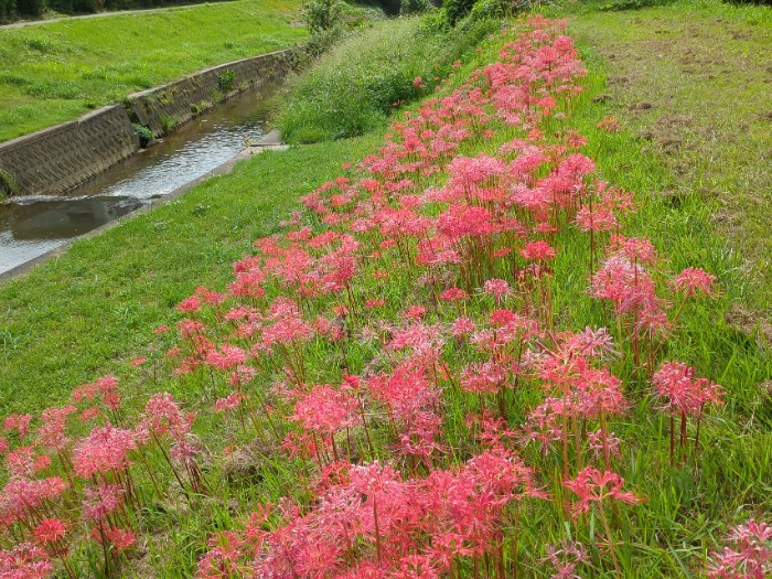 逢妻女川 彼岸花