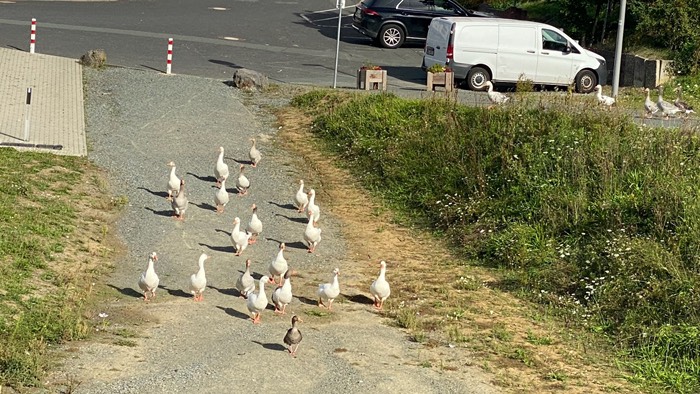 Horde Gänse