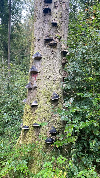 … ein toter Baum wird von Pilzen besiedelt 