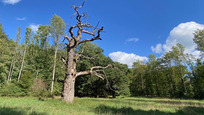 „Fünf Eichen“