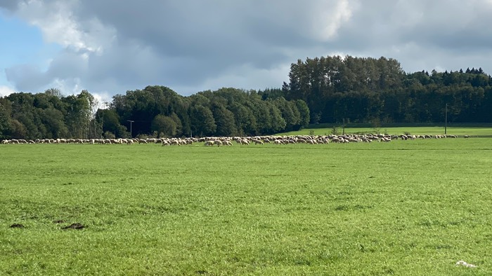 Ständig begegnen uns Tierherden