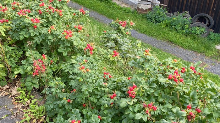 Hagebutten - Sträucher 