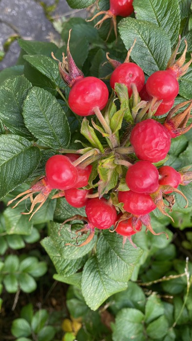 … mit „riesigen Hagebutten“