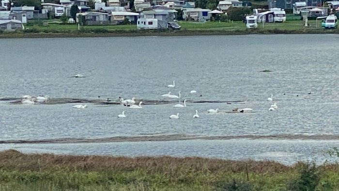 Auf dem See zahllose Enten, Hände und Schwäne