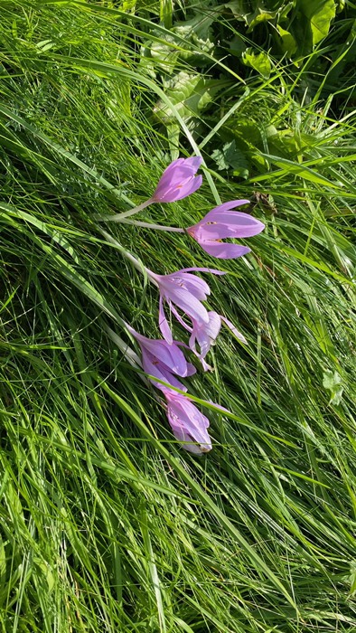 Der Herbst “naht“